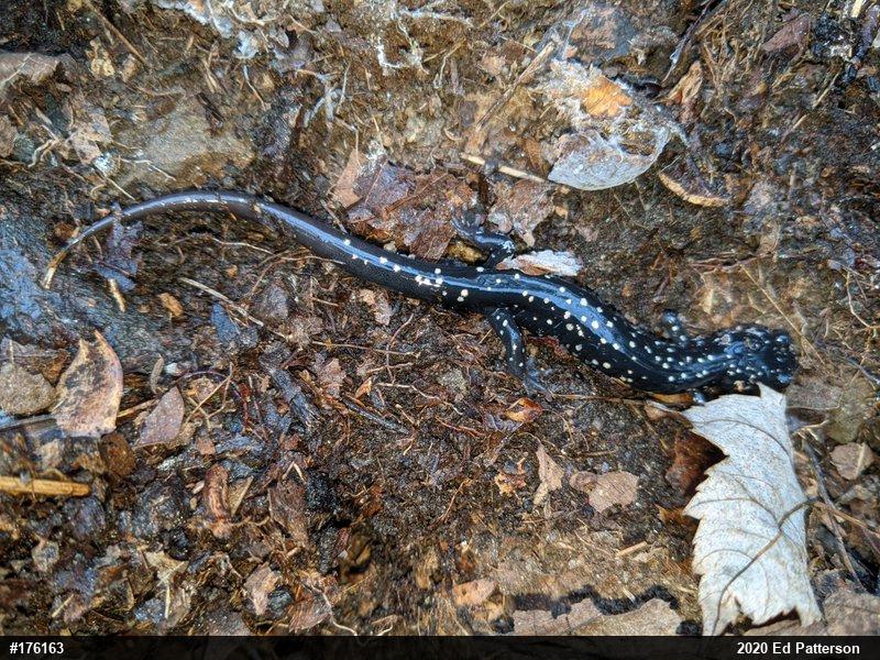 Northern Slimy Salamander