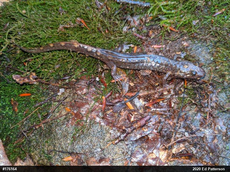 Seal Salamander