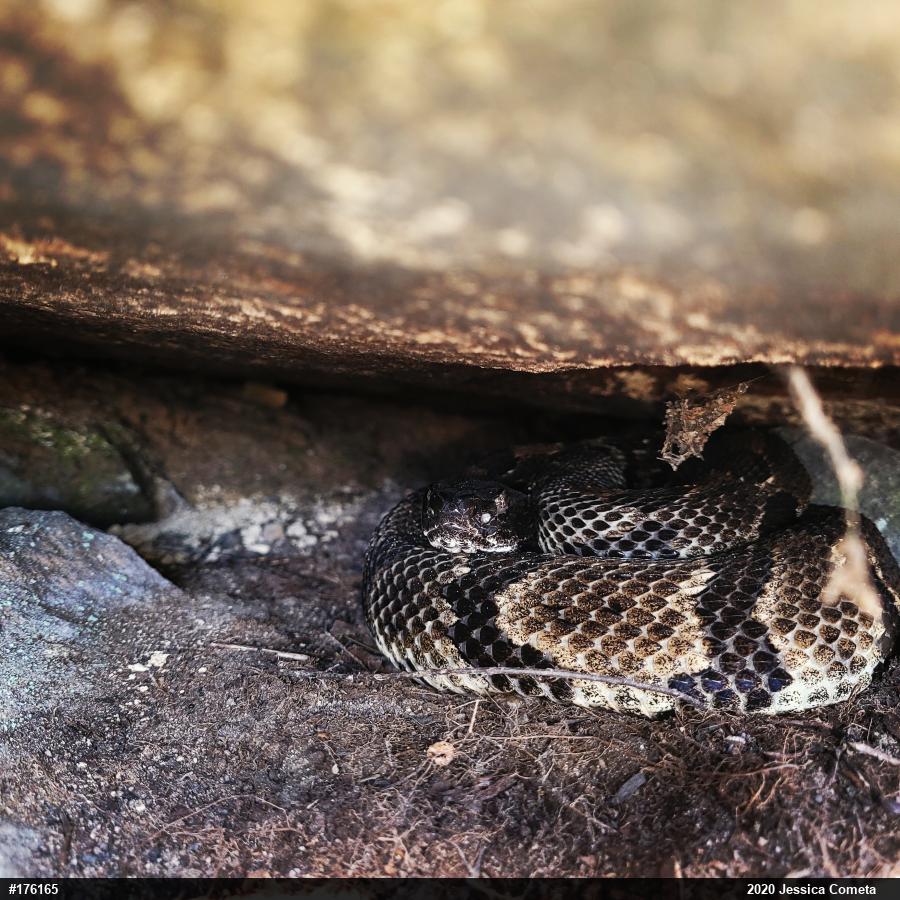 Timber Rattlesnake