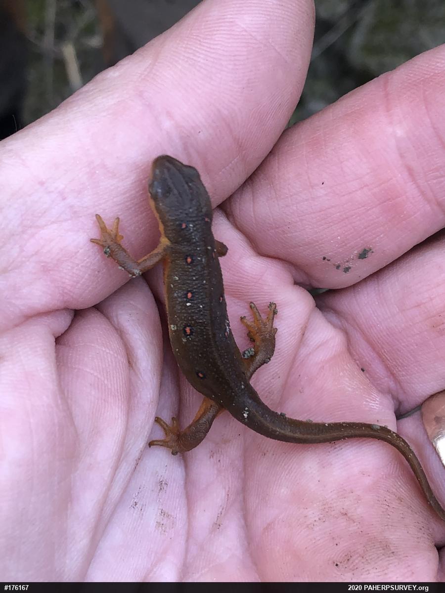 Red-spotted Newt