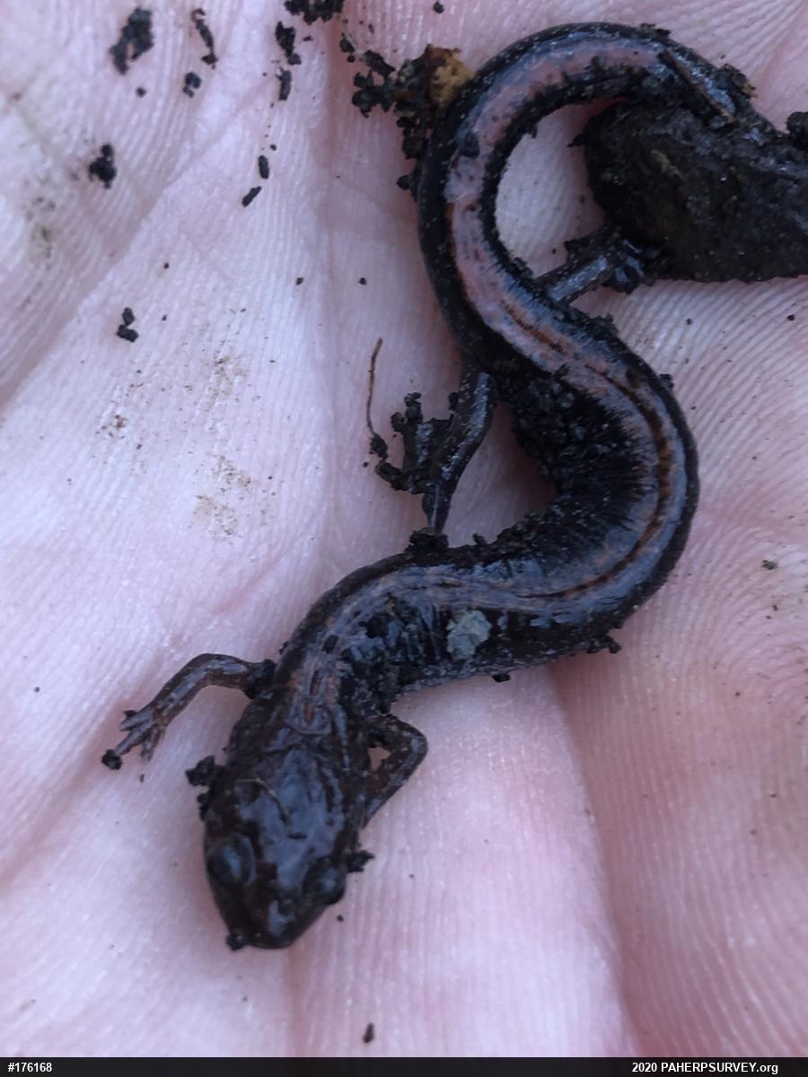 Eastern Red-backed  Salamander