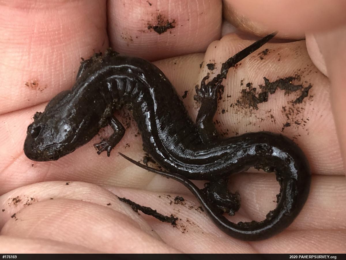 Northern Dusky Salamander