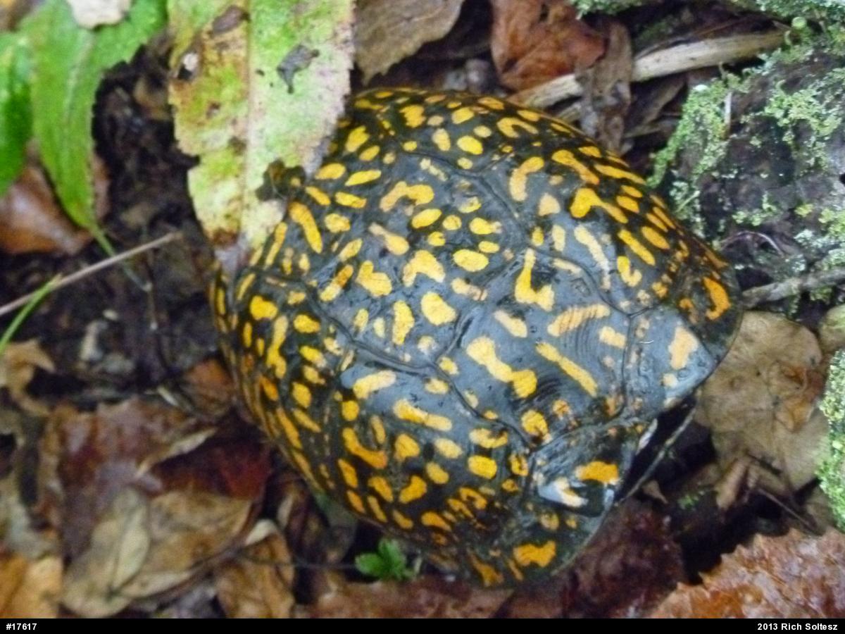 Eastern Box Turtle