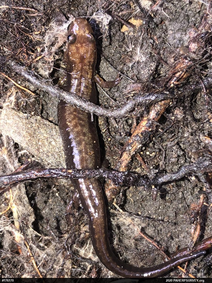 Allegheny Mountain Dusky Salamander
