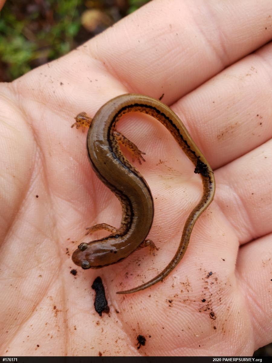 Northern Two-lined Salamander