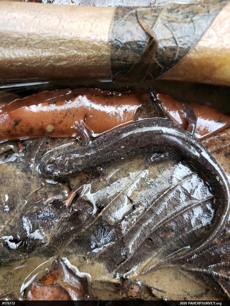 Northern Dusky Salamander