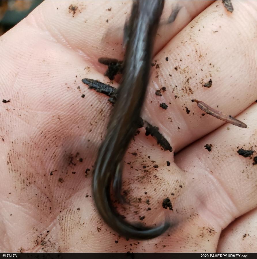 Dusky Salamanders