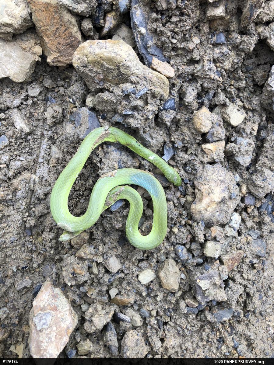 Smooth Greensnake