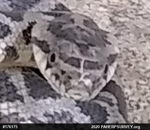 Eastern Ratsnake