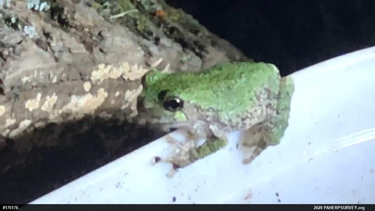 Unknown Gray Treefrog
