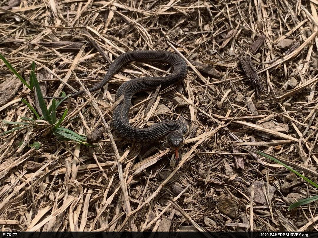 Eastern Gartersnake