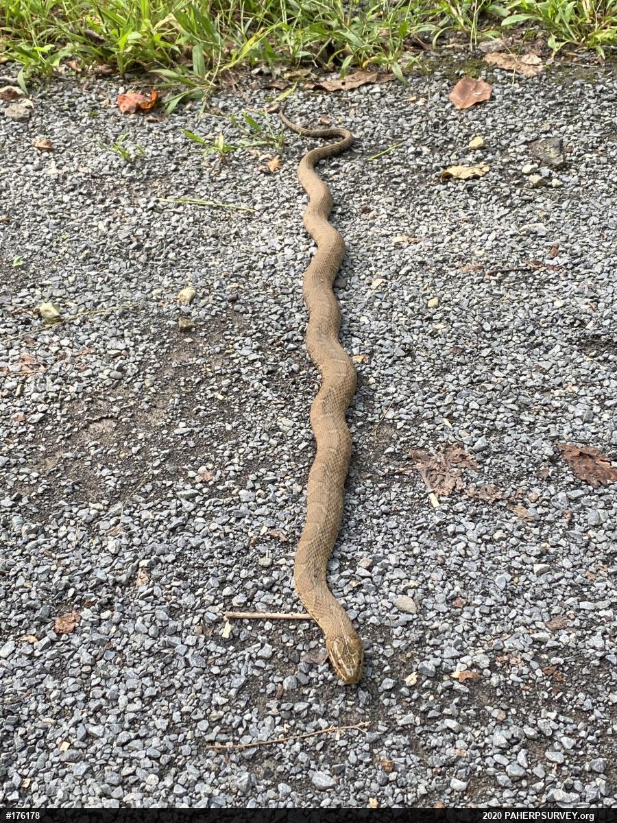 Northern Watersnake