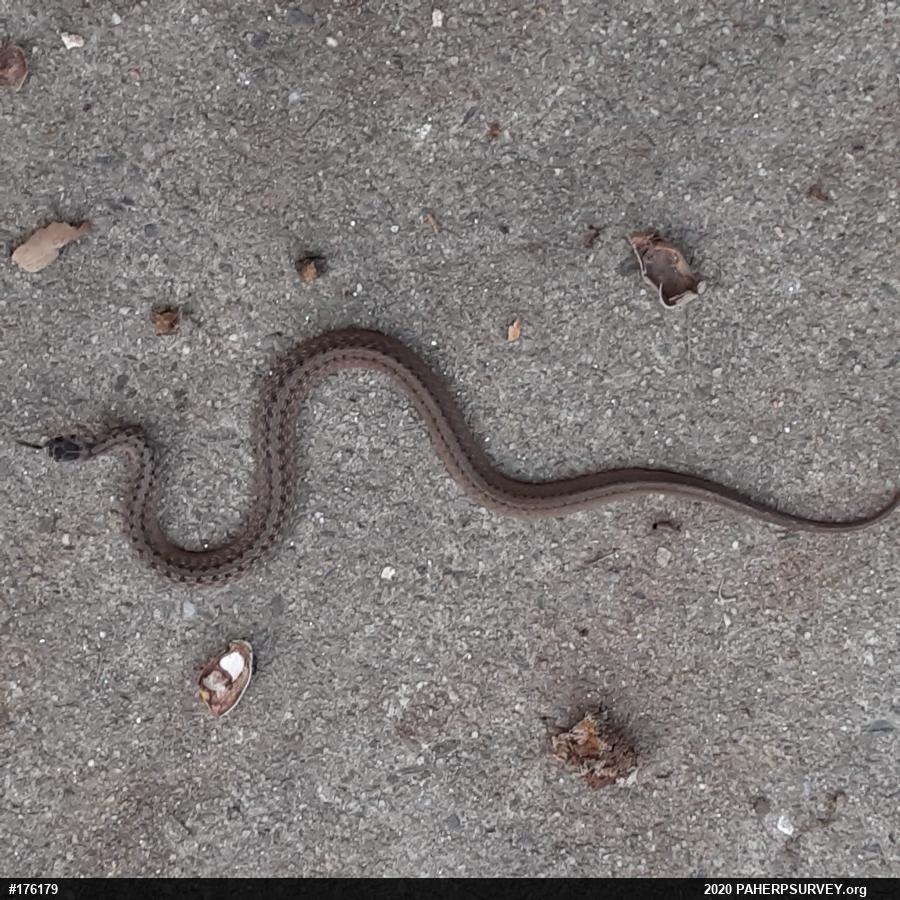 Dekay's Brownsnake