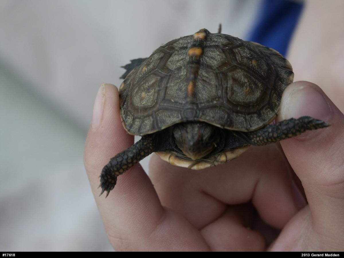 Eastern Box Turtle