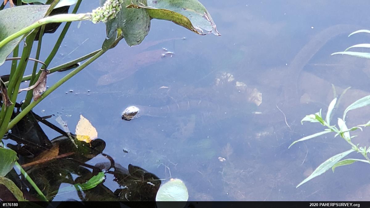 Northern Watersnake