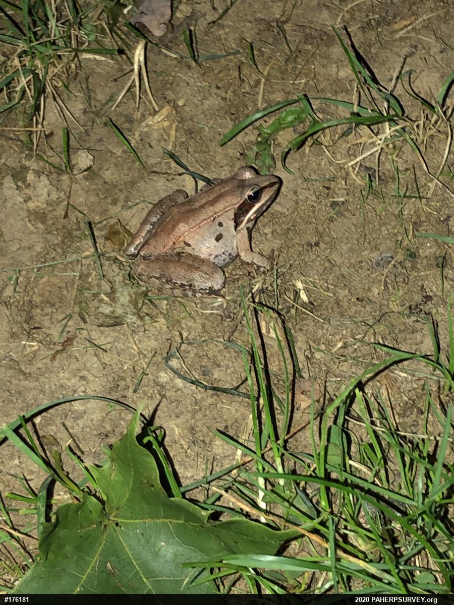 Wood Frog