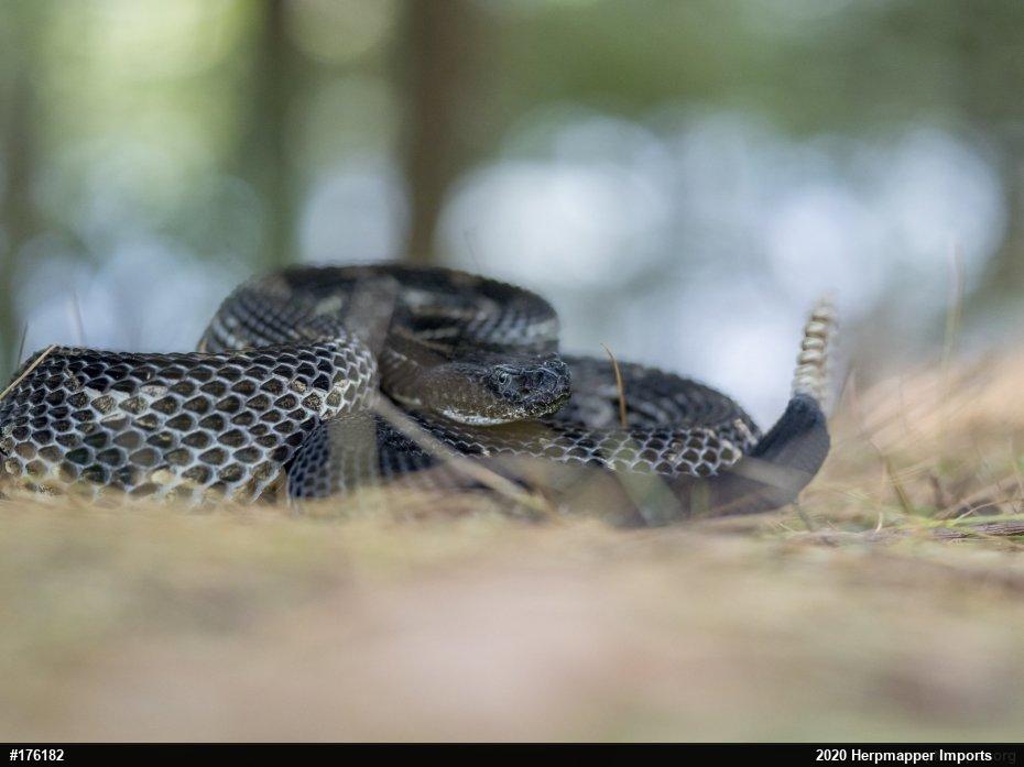 Timber Rattlesnake