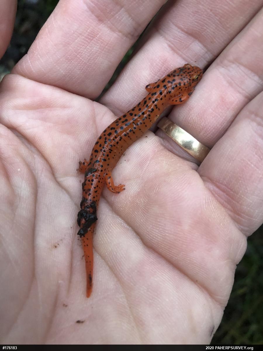 Northern Red Salamander