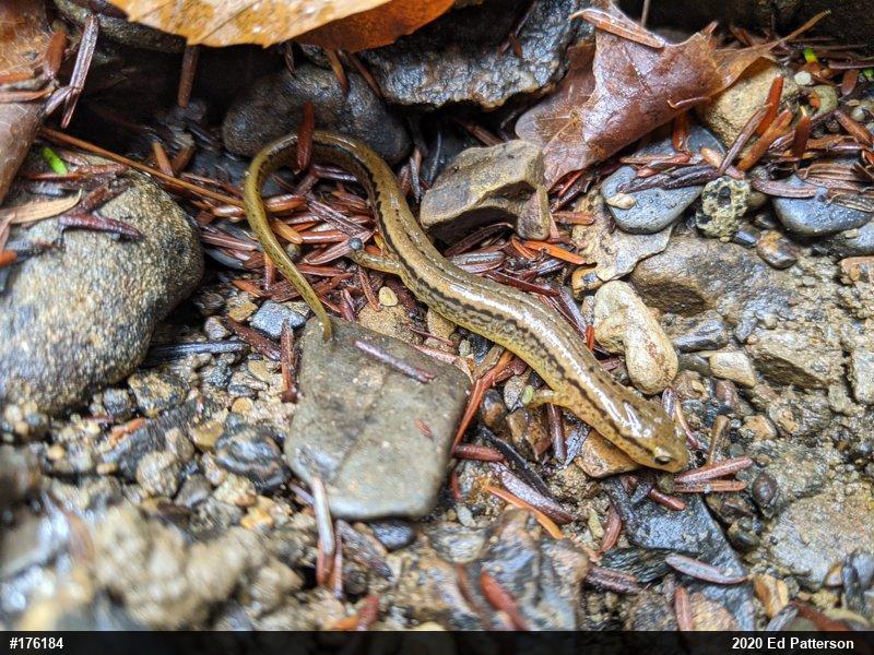 Northern Two-lined Salamander