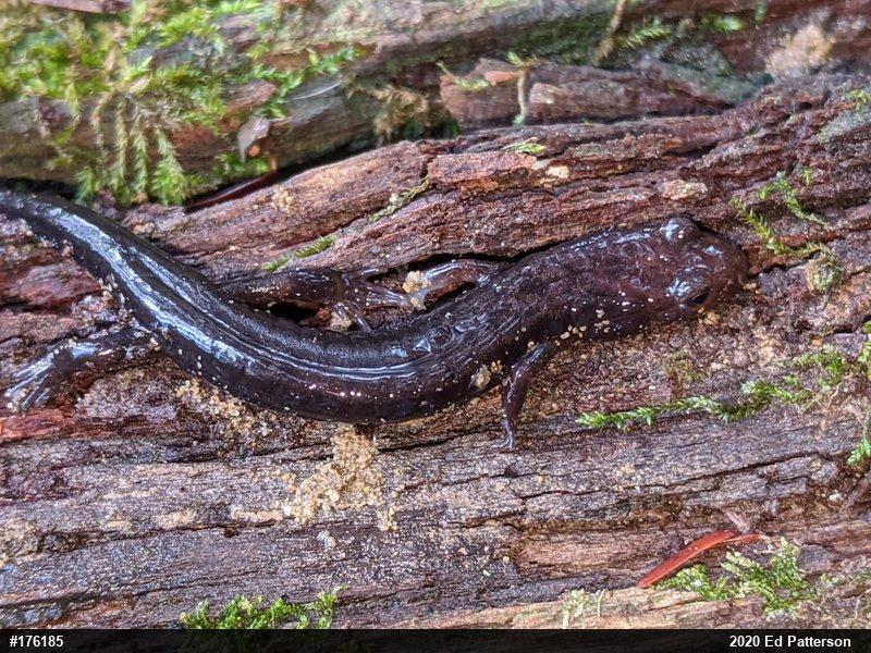 Allegheny Mountain Dusky Salamander