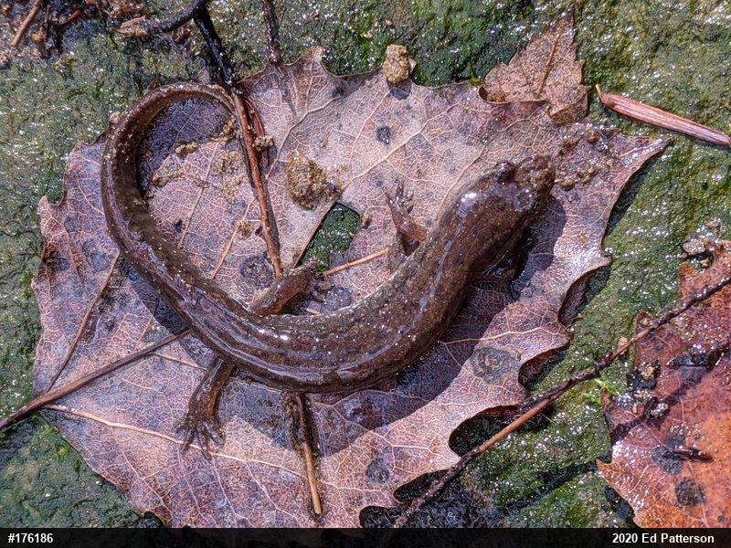 Northern Dusky Salamander