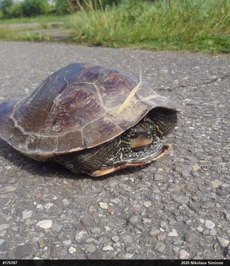 Northern Map Turtle
