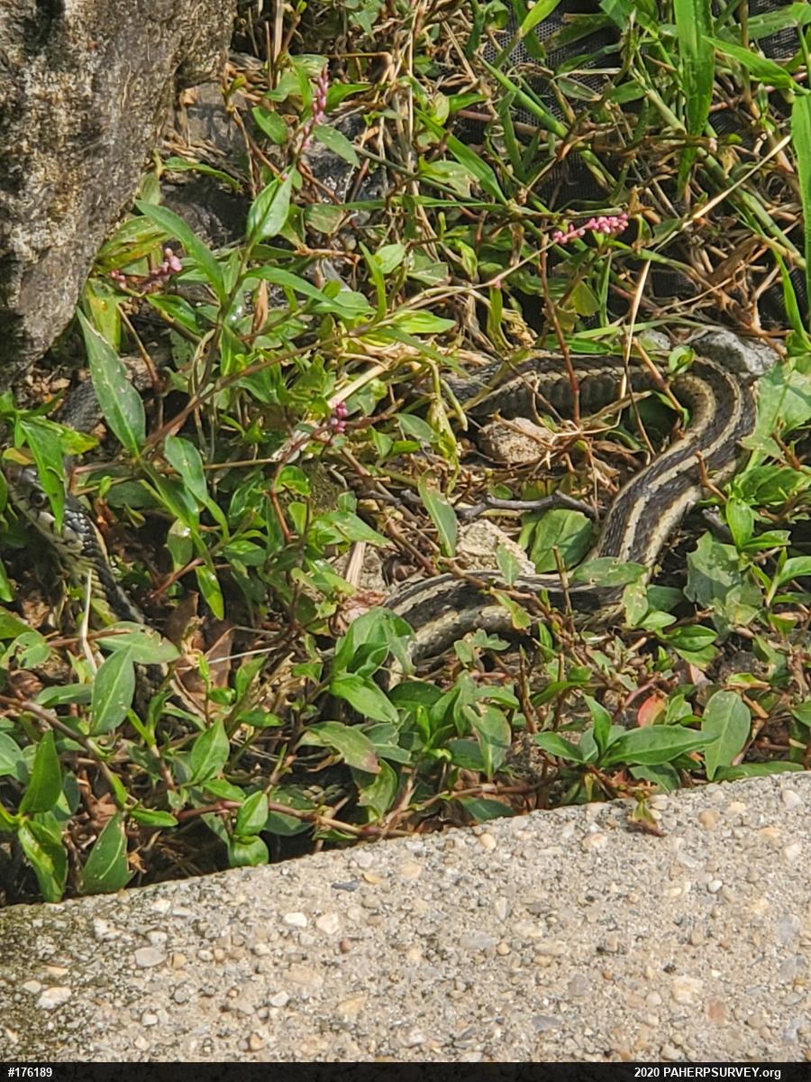 Eastern Gartersnake