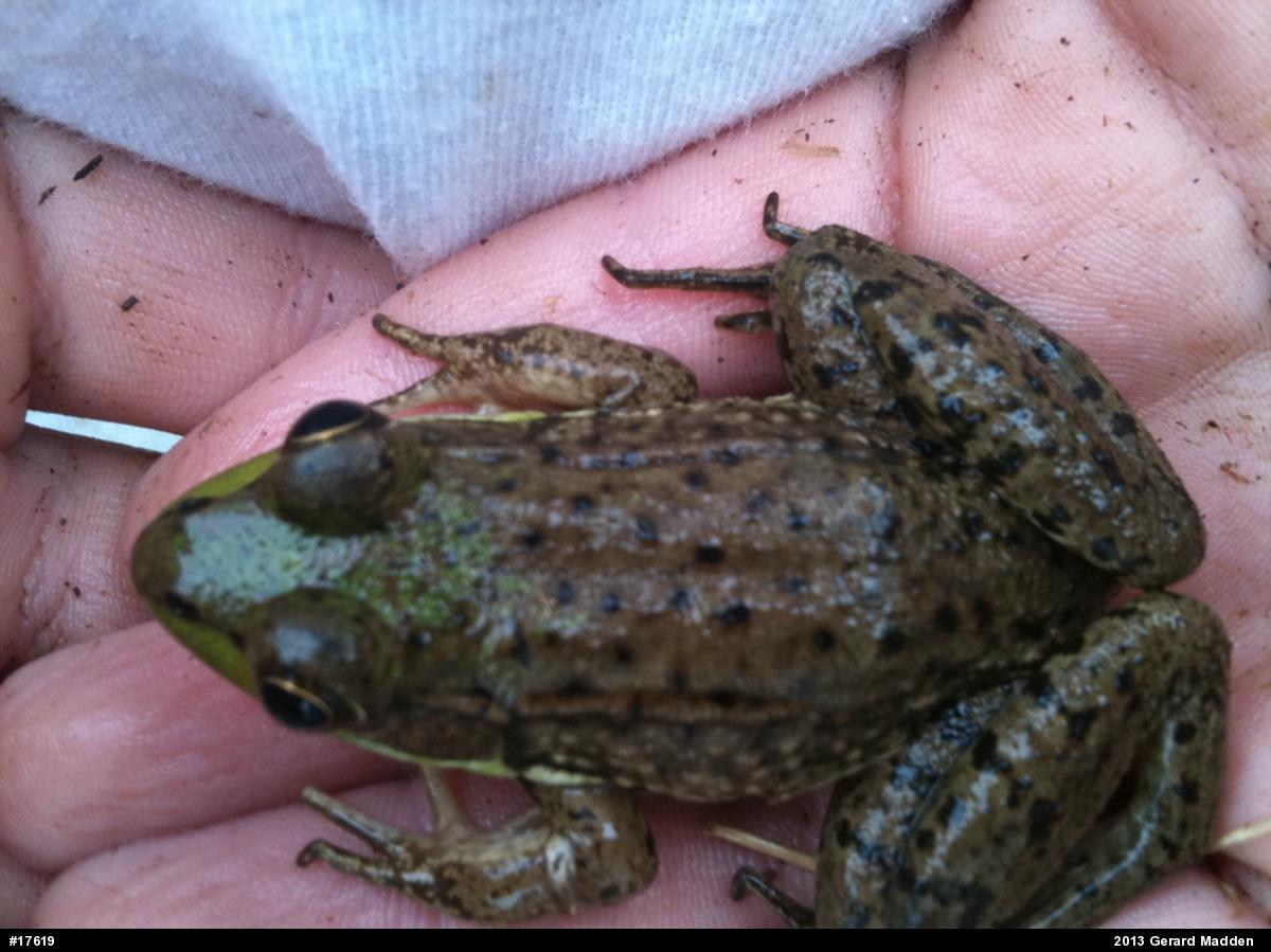 Green Frog