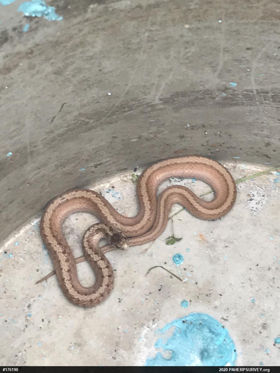 Dekay's Brownsnake