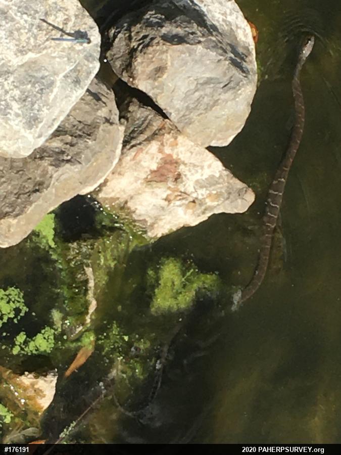 Northern Watersnake
