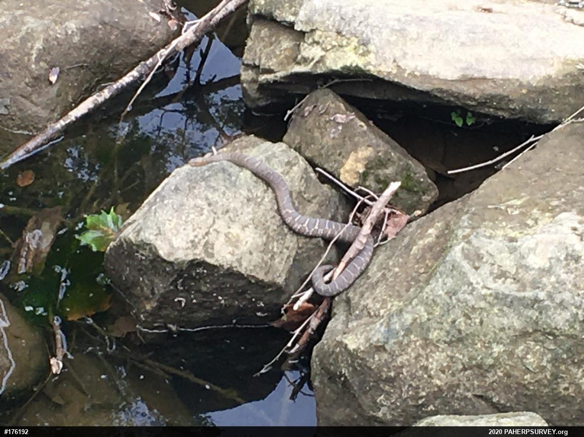 Northern Watersnake