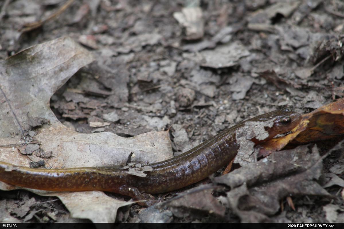 Northern Two-lined Salamander