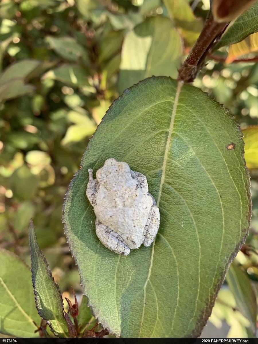Unknown Gray Treefrog