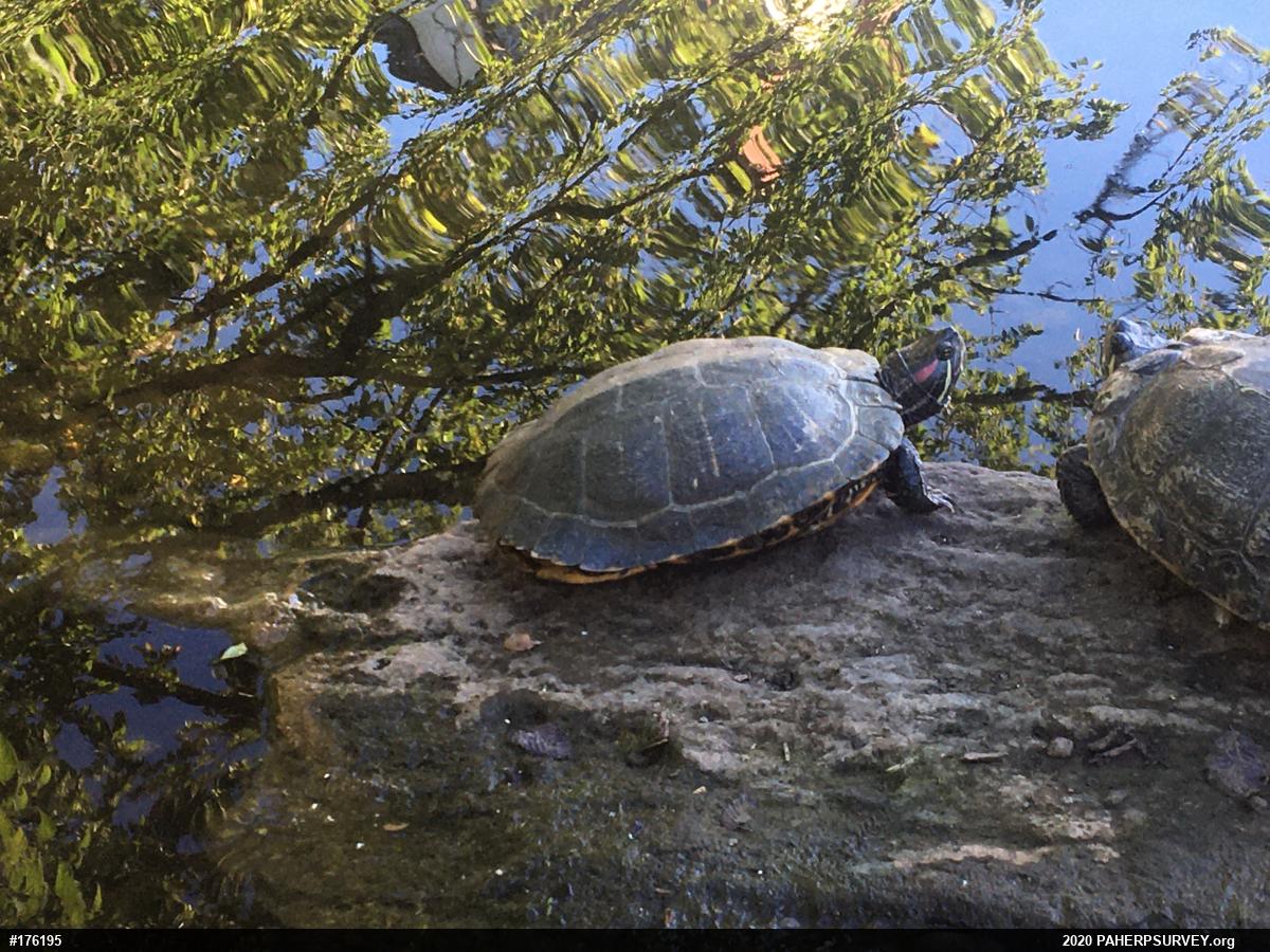 Red-eared Slider
