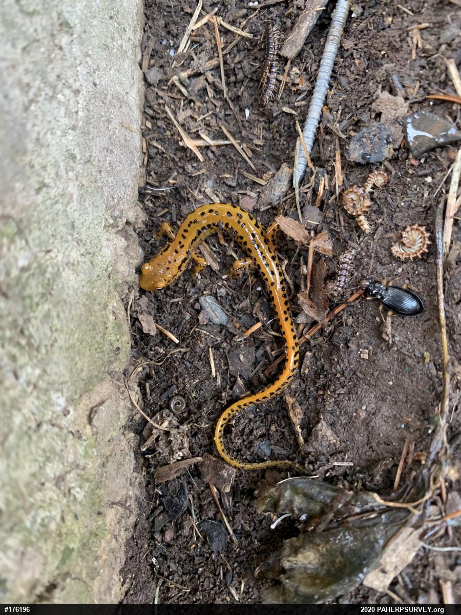 Eastern Long-tailed Salamander