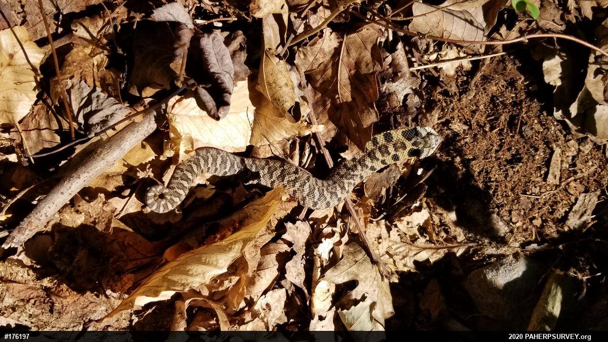 Eastern Hog-nosed Snake