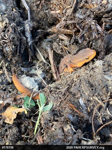 Red-spotted Newt