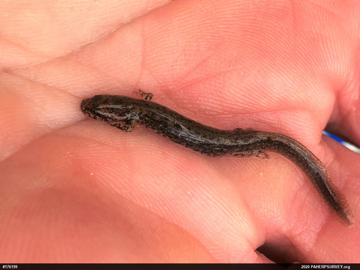 Northern Two-lined Salamander