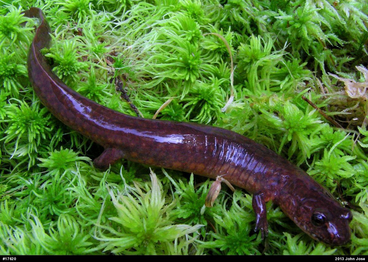 Northern Spring Salamander