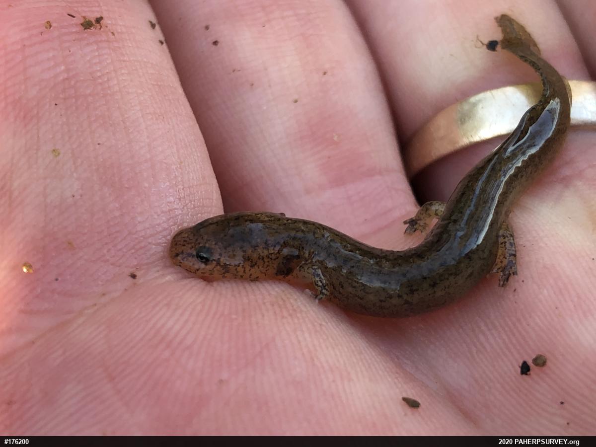 Red & Mud Salamanders
