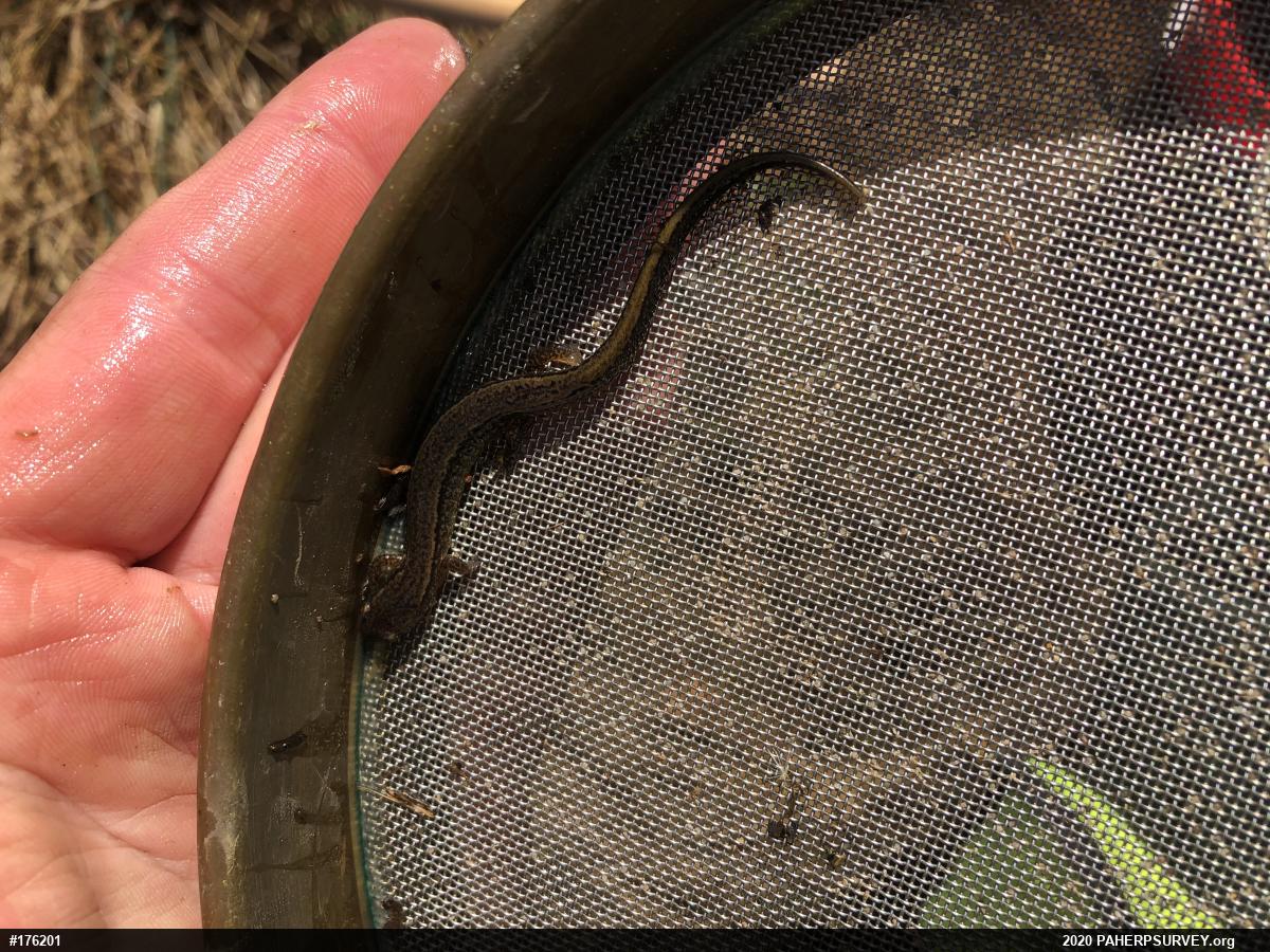 Northern Two-lined Salamander