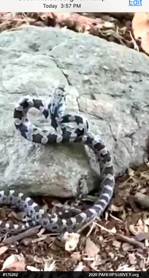 Eastern Ratsnake