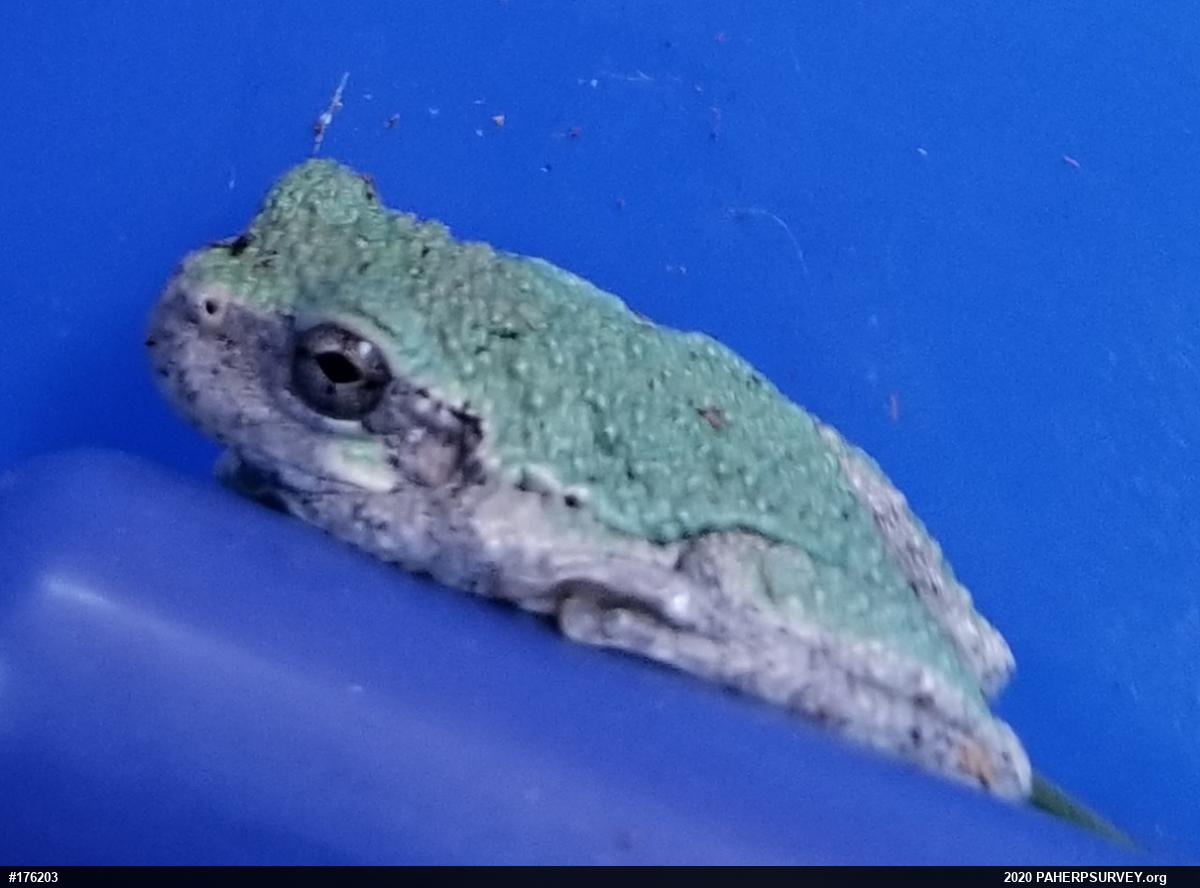 Unknown Gray Treefrog