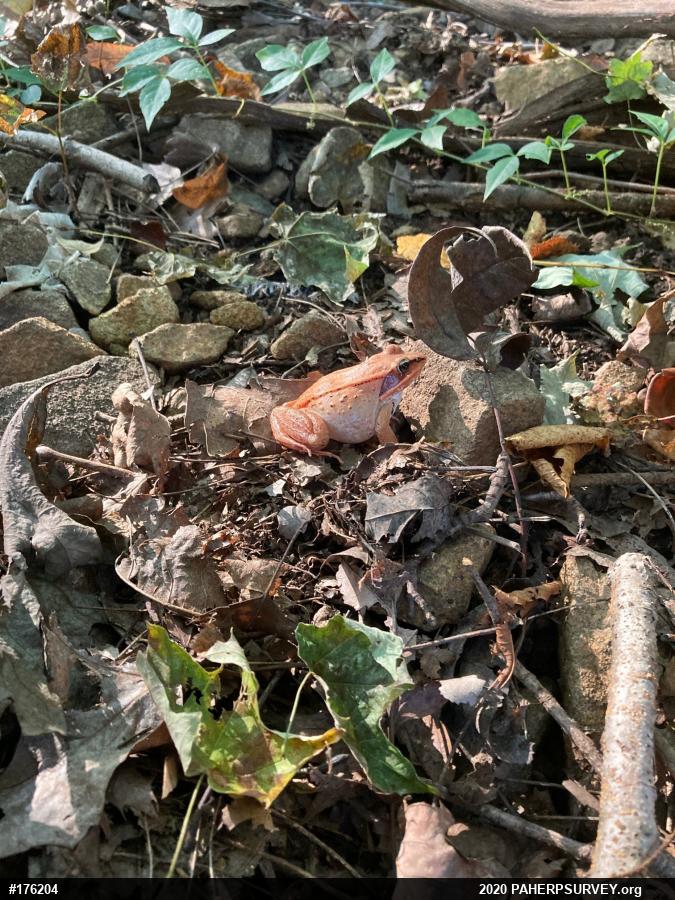 Wood Frog