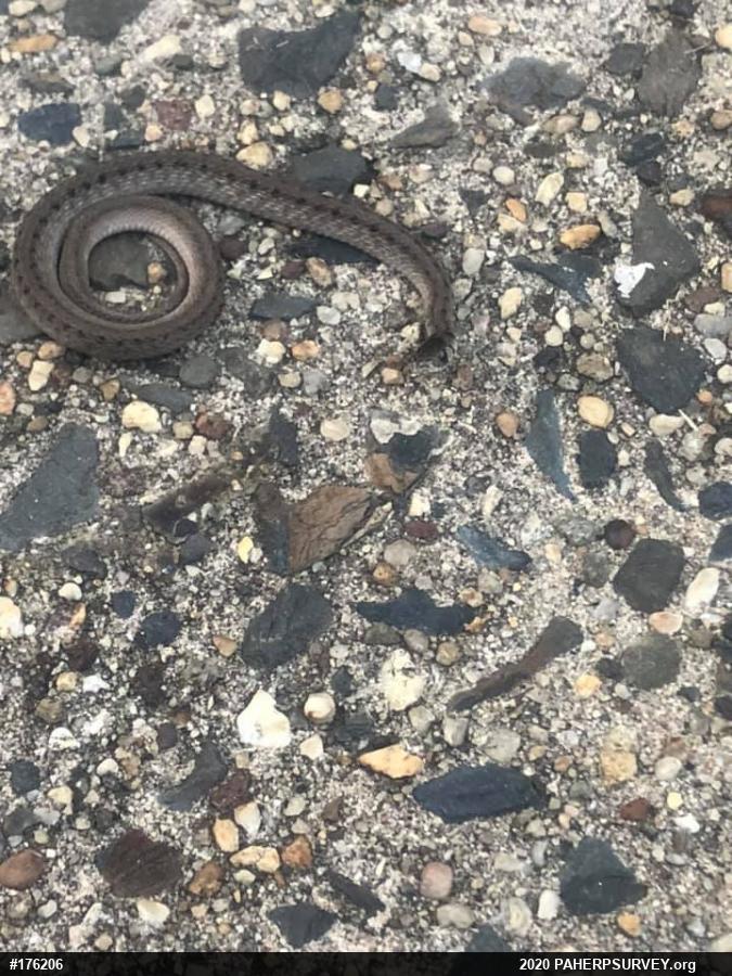 Dekay's Brownsnake