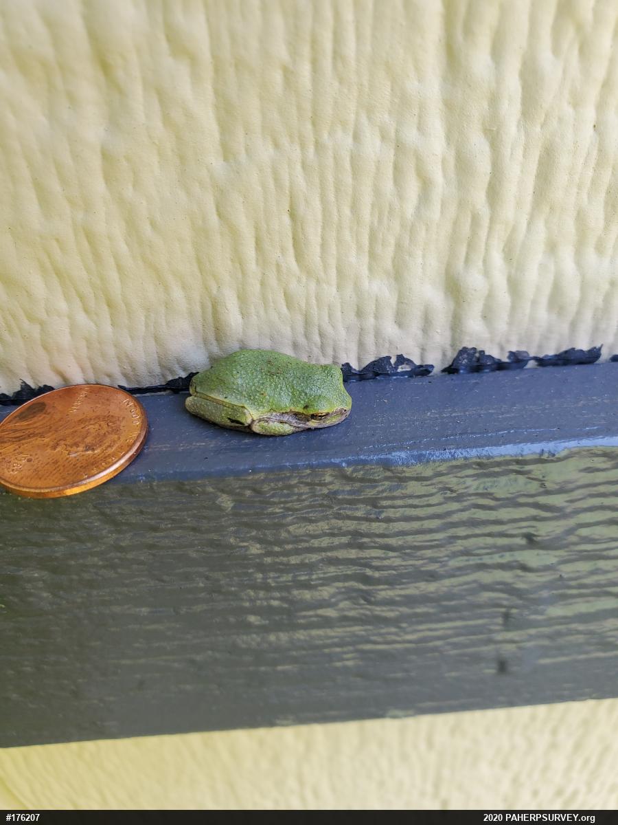 Unknown Gray Treefrog