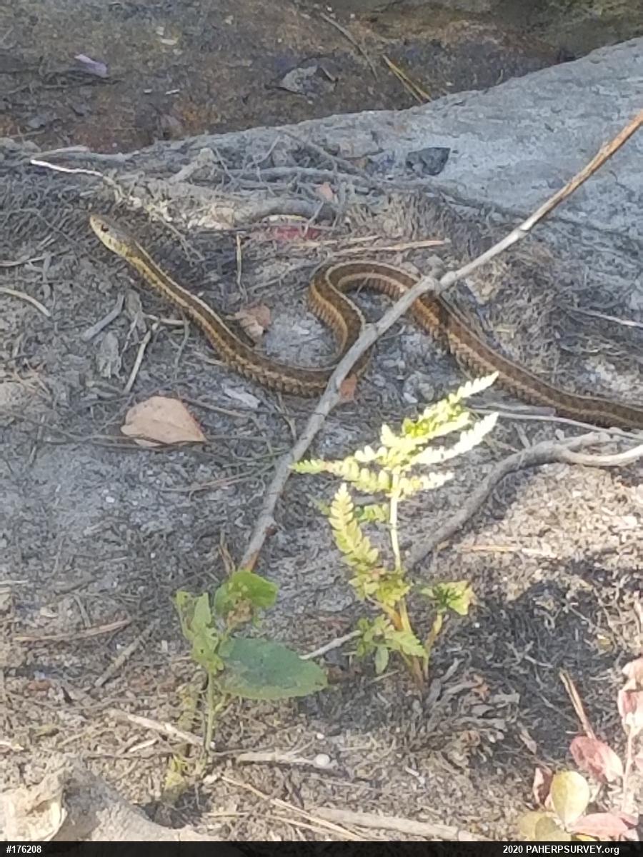 Eastern Gartersnake