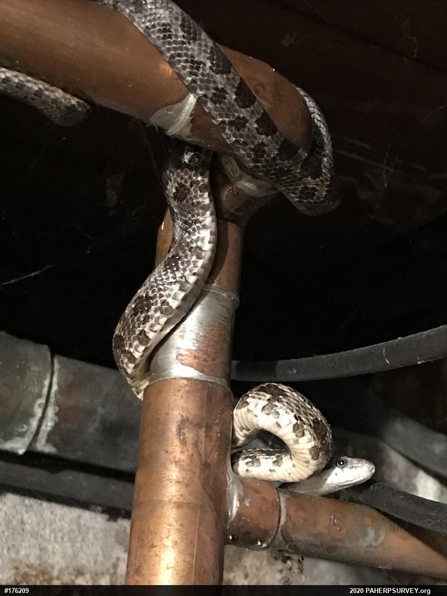 Eastern Ratsnake