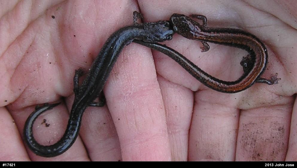 Eastern Red-backed  Salamander
