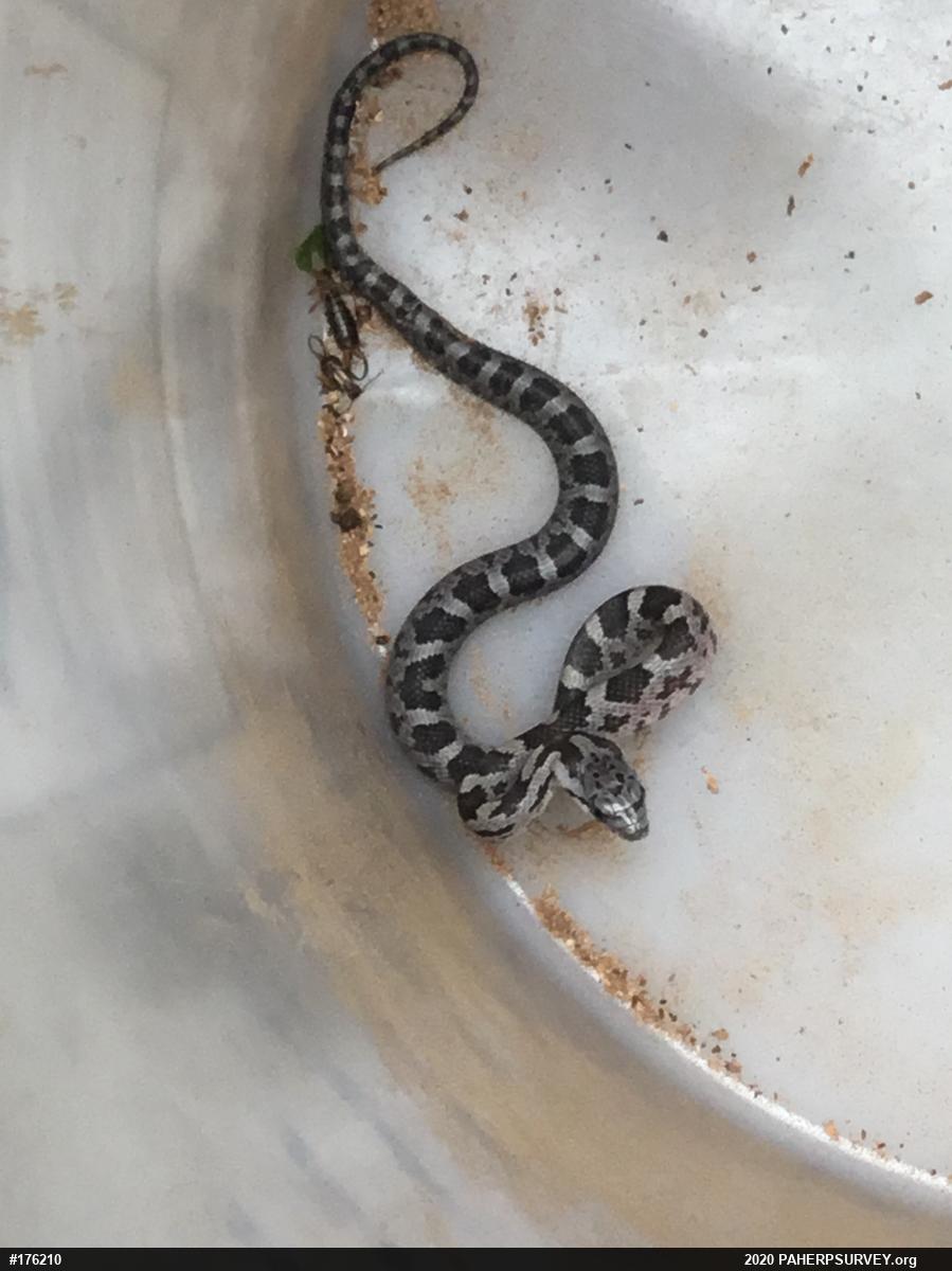 Eastern Ratsnake